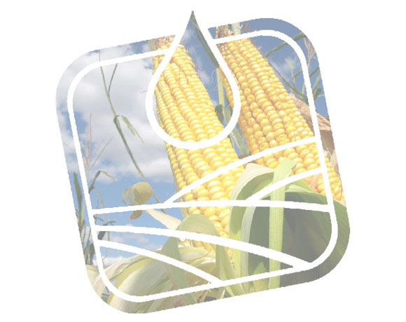 kukuřice a nebe