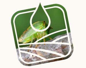 zelený hmyz